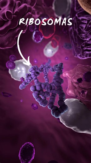Funciones de los Ribosomas en Biología Celular