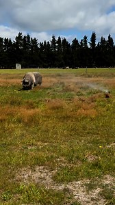 Marshmallow enjoying the sprinkler today. 🌸 #RescuePig #animallover #animalrescue | Canterbury Tails Animal Rescue