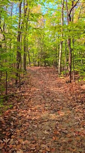 Relaxing | Fantastic Autumn Walk in the Woods 🍂