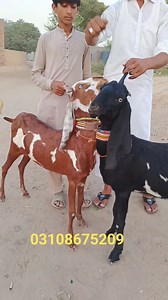 AJ 10 pathon ki laat a gai bilkol Munasib keemat main 03.1.0.8.6.7.5.2.0.9. Call anees bakra tv | Anees Bakra TV