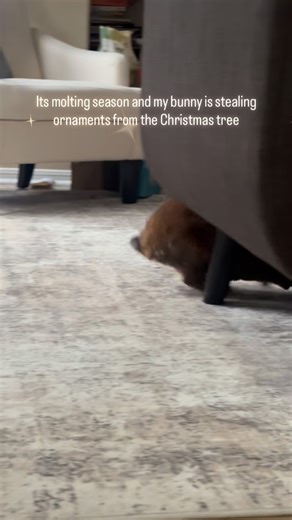 Pet Bunny Humor | Powerpuffbunnies on Instagram: "It’s that time of year! Grinch is here 🐇 #petrabbit #bunmom #pethumor #funnypets #cute #rabbitsworldwide #minirex #minirexrabbit #holidays #ornaments"