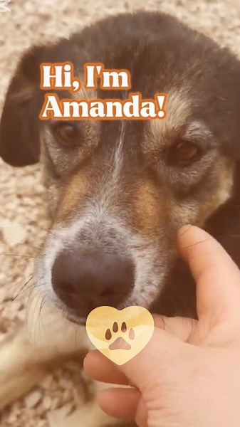 Hi I’m Amanda! Please, adopt or foster me… 💗 #R#Rescuedogsf#foreverhomed#dogsoftiktokv#volontariatoperte