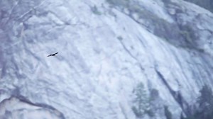 4.4K reactions · 1.3K shares | With the highest peregrine falcon nesting density in the Sierra Nevada, Yosemite National Park plays a vital role in the recovery and protection of this once-endangered species. For 36 years, between 1942 and 1978, the peregrine falcon was absent from the Yosemite ecosystem. Today, these raptors are thriving in the park, and represent an incredible wildlife success story. | Yosemite National Park | Facebook