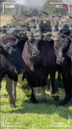 🔴 RAZA ANGUS ✅ Ganado De Engorde