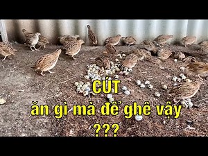 #39 Nuôi cút thả vườn tha hồ lượm trứng | Nuôi chim cút thả vườn