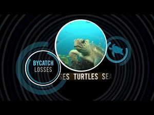 Project Ocean: Can we save our seas?