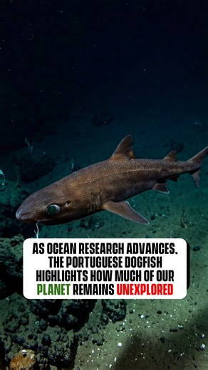 The Portuguese dogfish is quietly capturing nationwide attention as a mysterious deep sea shark that spends most of its life completely alone 🌊🦈 Living thousands of feet below the ocean’s surface, this elusive species thrives in the dark, cold depths where sunlight never reaches. With its slow movements and calm presence, the Portuguese dogfish navigates the deep sea in near total isolation, rarely interacting with others of its kind as it hunts and survives in one of Earth’s most extreme envi