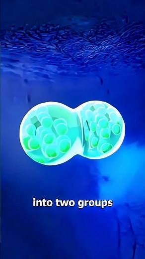 How Identical Twins Are Connected: The Science Behind Their Bond