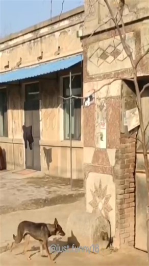 The end An incredible dog with kung fu skills﫣episode188#dog #dogs #kungfudog #kungfu #dogsoftiktok #fight #pet | Funny Animals | Facebook