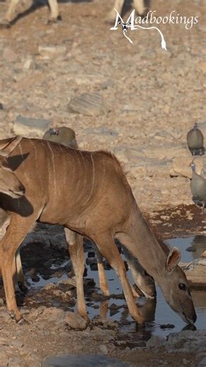 Various animals at Etosha National Park in Namibia. #namibia #etosha #zebra #safari #travel #wildlife #traveller #visitnamibia #africansafari #explore #wildlifephotography #madbookings | Madbookings - Travel Experts in Africa & Asia