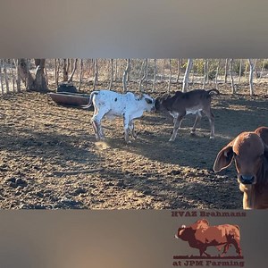 54K views · 1.1K reactions | Digankanyana ke tse! 臘‍♂️ #Brahman #RedBrahman #RooiBrahman #BrahmanRojo #Livestock #Farming #Botswana  | JPM Farming | Facebook