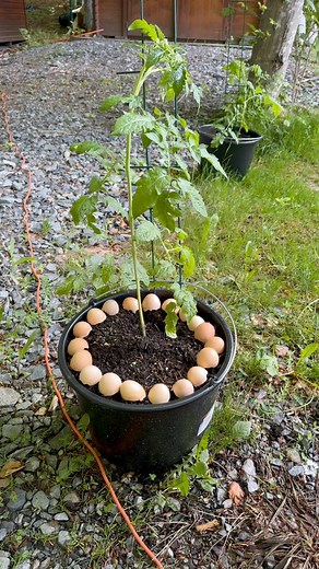 2.5M views · 10K reactions | How to use eggshells in the garden 讀 | Plants and gardening | Facebook