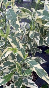 Variegated Gardenia Shrub: Rare Cream & Green Foliage, Fragrant Blooms - Etsy