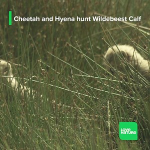 Life for cheetah mom Nzuri is no walk in the park. To hunt, she must keep her young hidden, and then use bursts of speed to track down her prey, all the while being aware of any apex predators gunning for her. With lions and hyenas constantly roaming, Nzuri's got to work fast, and smart. She targets a wildebeest calf, but her speed proves ineffective in this hunt. When a hyena enters the fray and gives chase, Nzuri could very quickly go from predator, to prey. #animals #wildlife #cheetah | Love 