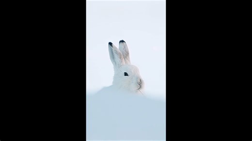 Meet the Wild Hare: Witness Its Natural Behavior in Detail.