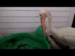 Pelican Eating Dinner