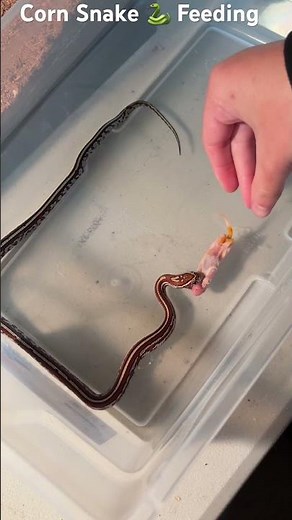 Corn Snake 🐍 Feeding