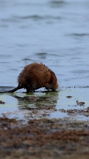 A Muskrat forages for food in the thick mud on the side of a lake. Watch him run at the end! Omaha, Ne. #Nebraska #wildlife #nature #muskrat #lake #fall #wildlifephotography #mud | Mat Custer