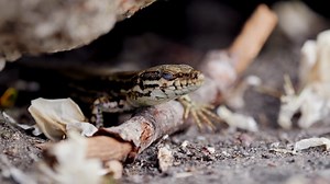 Lizard, Close Up, Iguana. Free Stock Video