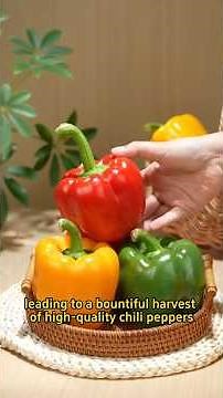 key tips for increasing chili pepper yields | chilli yield per hectare | reen chilli yield increase