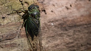 2.7K views · 74 reactions | More often heard rather than seen, cicadas are characterized by their stout bodies, clear-membraned wings, and large compound eyes. Males are best known for producing loud buzzing sounds using their abdomens in order to attract a mate. While they may appear menacing to some, cicadas are quite harmless and are a definite sign of hot summer days. #WildlifeWednesday | Connecticut Fish and Wildlife | Facebook
