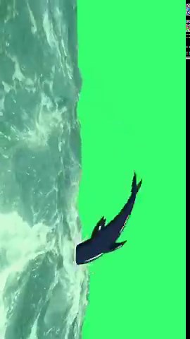 Dolphin and Water Animated | Green Screen 4k #greenscreen #animated #fyp #trending #viralvideo