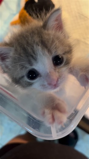 Bam, Wicket, Dilly, and Kirby on Instagram: "Gulliver will likely be graduating from an incubator to a big kid playpen soon. As you can see here, this one won’t contain him much longer. 😸 #fosterkitten #aohrescue"