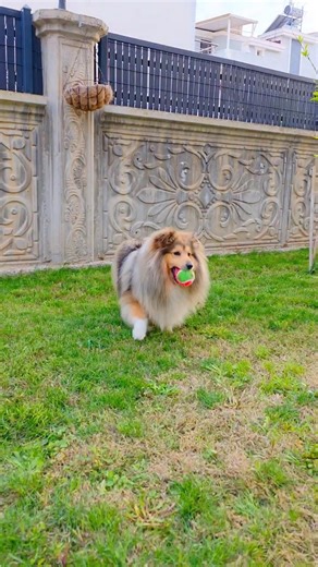 Backyard Zoomies | Jessy the Sheltie #jessy #sheltie #dog #puppy #cute #playing #play #chasing #cat