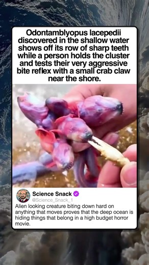 STRANGEST SEA CREATURE EVER CAUGHT