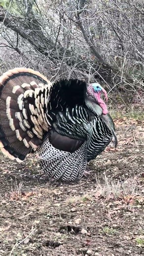 Massive Turkey Strutting Up Close #wildlife #nature #animals