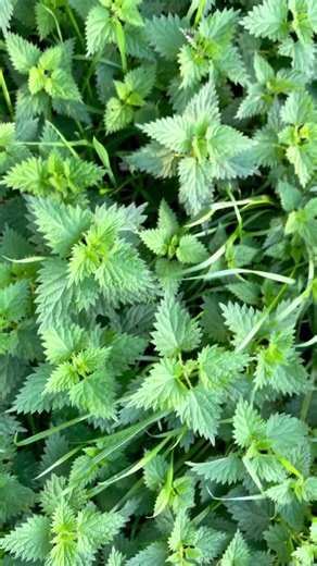 5.8K views · 96 reactions | Have you ever tried Nettles? As we head...