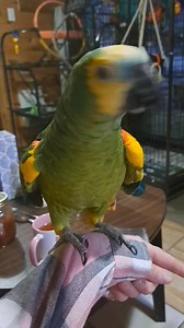 So first minutes with Paco out of cage leaned how friendly lolhe is just so sweet | Crazy Critters Aviary