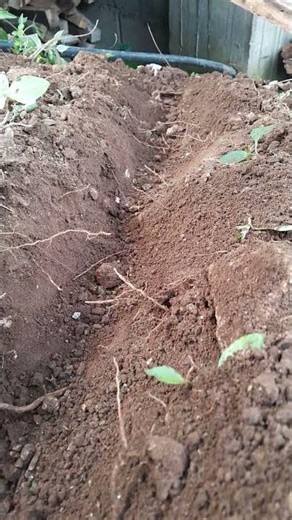 DIY Landscaping Ideas for Beginners 🌱 | #naturelovers #nature #farming101 #travel #diygarden