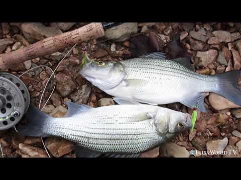 How to catch white bass: Fly-fishing at Horseshoe Bend in Oklahoma