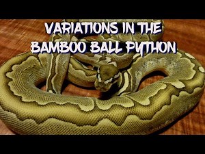 Variations in the Bamboo Ball Python
