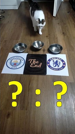 ⚽️😺 Oracle Cat predicts Manchester City vs. Chelsea result #PremierLeague #OracleCat