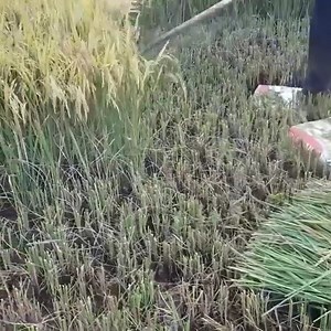 157K views · 778 reactions | Cutting rice with a hand-cut machine too fast 2022  | DJ IDeaL | Facebook