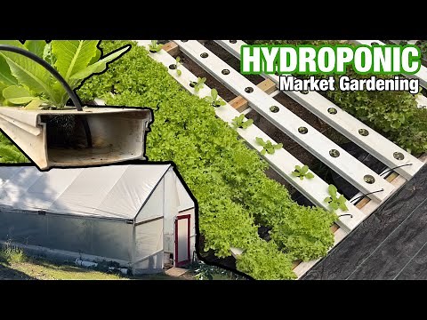 Startup Hydroponic Market Greenhouse | 🍅 & 🥬 | Bato Bucket & NFT Hydroponic Systems
