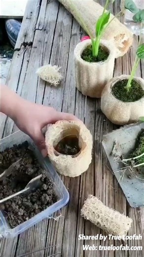 Production Process of Natural Loofah Bonsai Pot #loofah