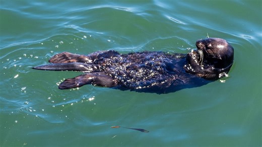 Sea otter nabs surfer's board off Santa Cruz coast