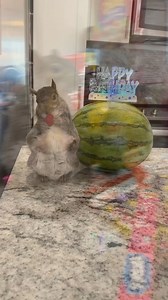 16K views · 3.8K reactions | Watermelon Party LIVE  Don’t forget...