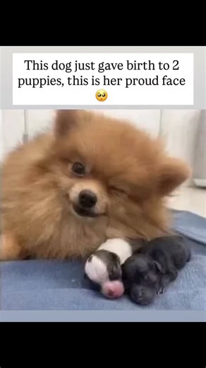 animal paws | This mama just brought two tiny miracles into the world, and I swear you can see the pride all over her face 🐾✨ The way she looks right now... | Instagram