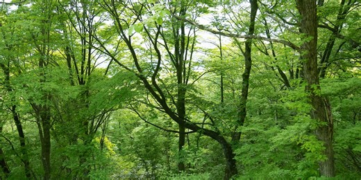 Teenager shot and killed in hunting accident after being ‘mistaken for a squirrel,’ authorities say