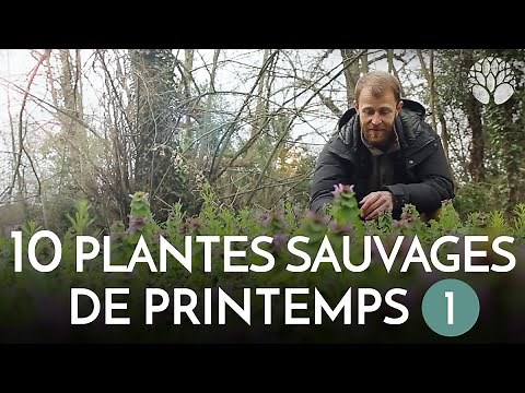 10 plantes sauvages à cueillir au début du printemps