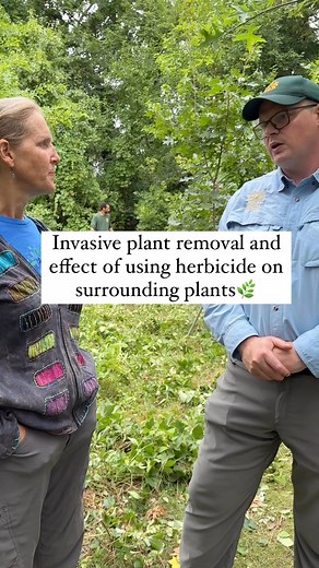 25K views · 270 reactions | Plants like Japanese knotweed, Tree of...