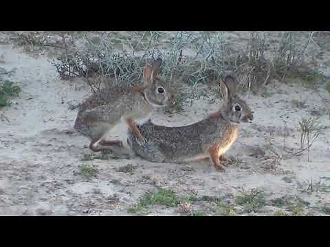 Rabbits in heat