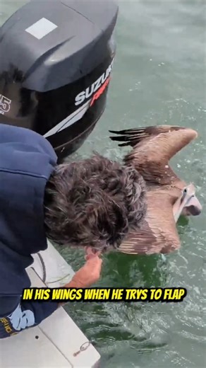 How to Safely Release a Pelican! Your Saltwater Guide is Sponsored by McCarty Yacht Group. | Your Saltwater Guide