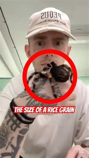 Watch Tiny Insects Become Huge Monsters In Seconds