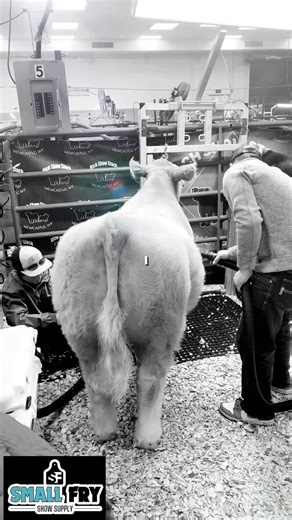 CapCut Tutorial: How to Use Small Fry Show Supply Effectively