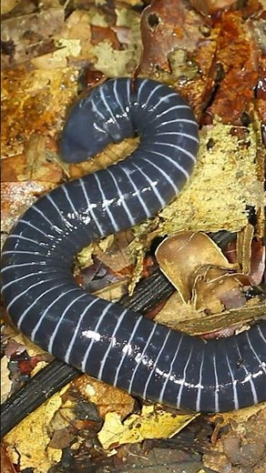 Meet the Caecilians: The Secretest of All Amphibians!